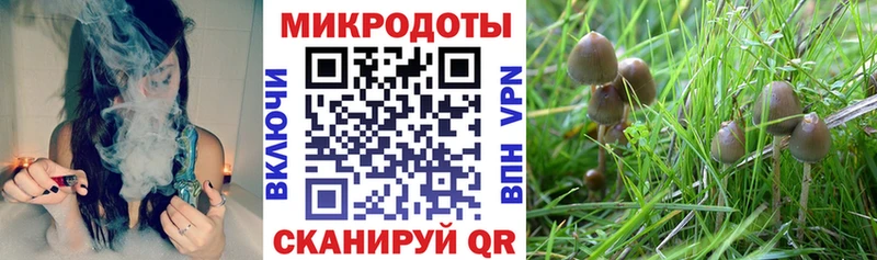 Галлюциногенные грибы Psilocybine cubensis Карабаш